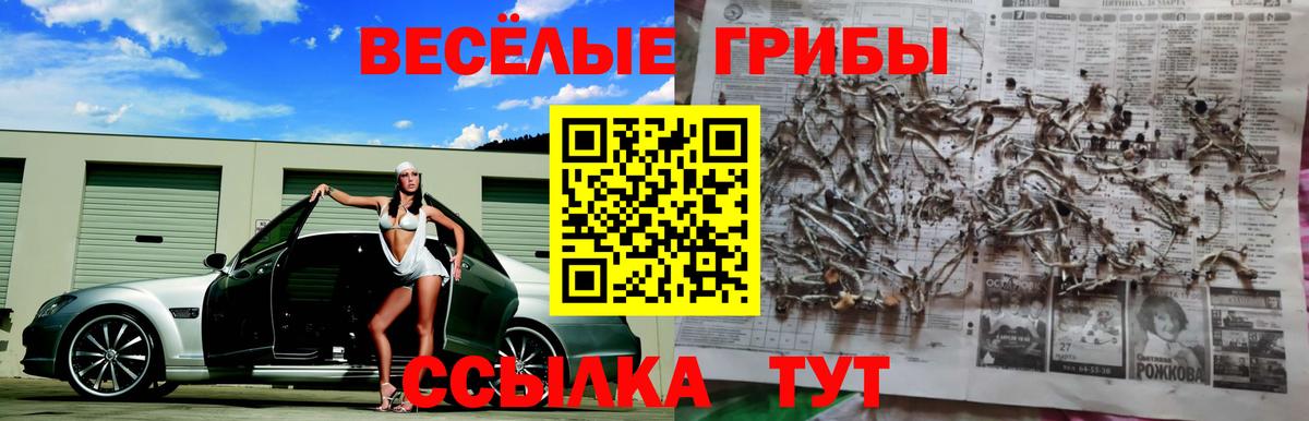 где купить наркоту  Вход с VPN  Алексеевка  Псилоцибиновые грибы Cubensis 